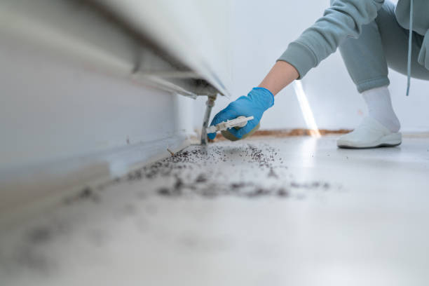 Best Ant Control Services  in Mcalester, OK